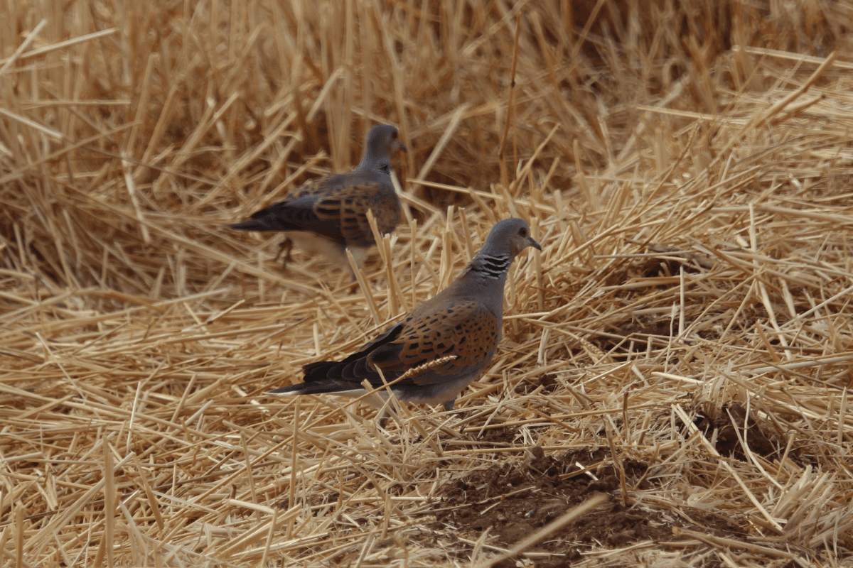 European turtle doves in flight